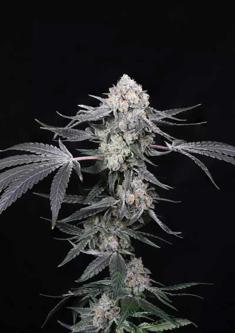 High Society, Фасовка: 5